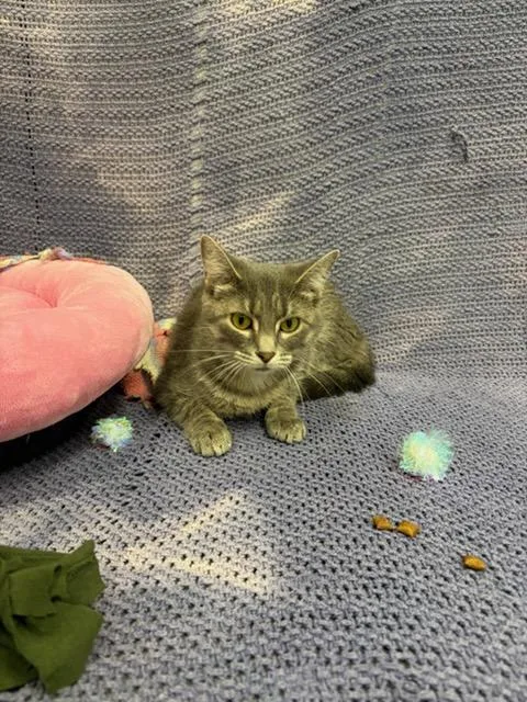 An adult medium-sized female Domestic Short Hair cat named Salem for adoption in Urbana, IL