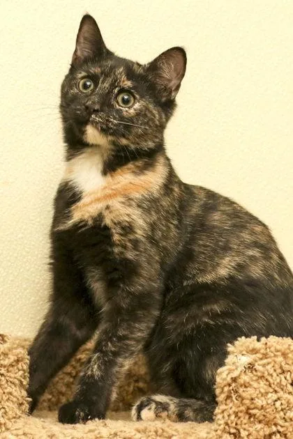 A young medium-sized female Tortoiseshell Domestic Short Hair cat named Tator Tot for adoption in Cashiers, NC