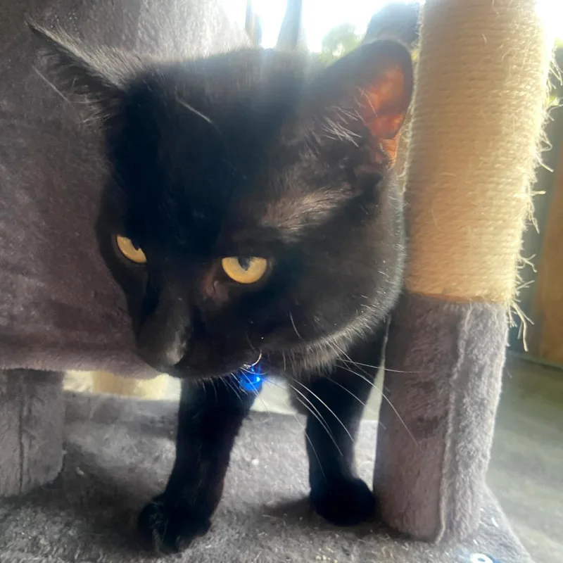 A young medium-sized male Black Domestic Short Hair cat named Js for adoption in Redlands, CA