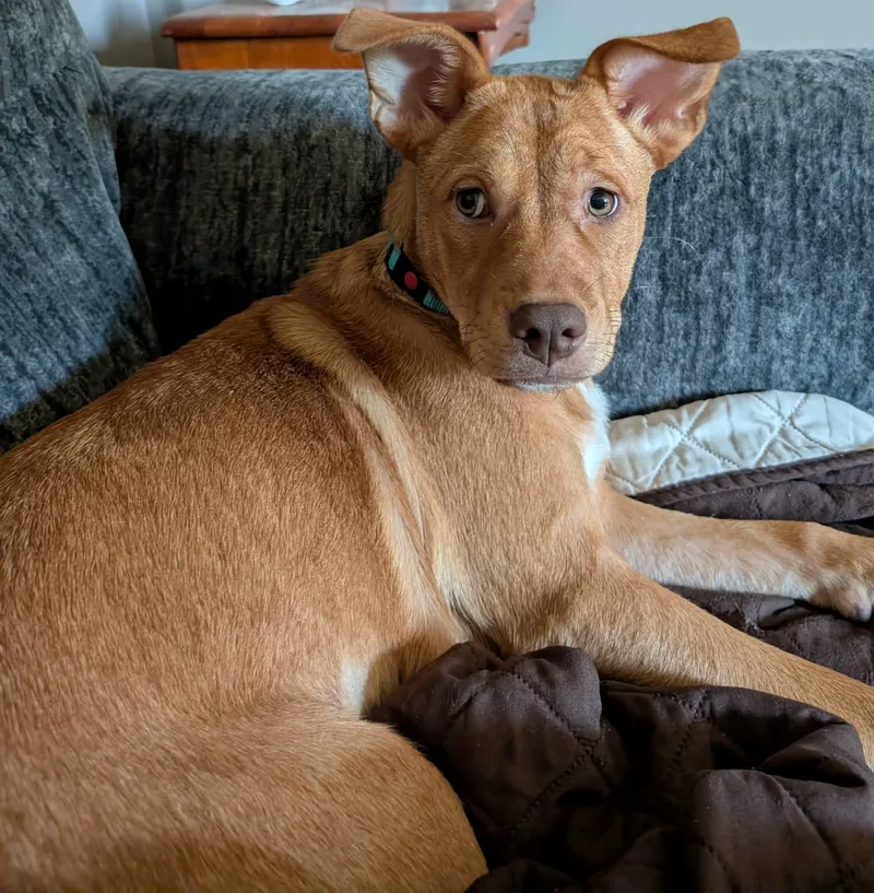 A baby medium-sized female Mixed Breed dog named Whitney for adoption in Highland, NY