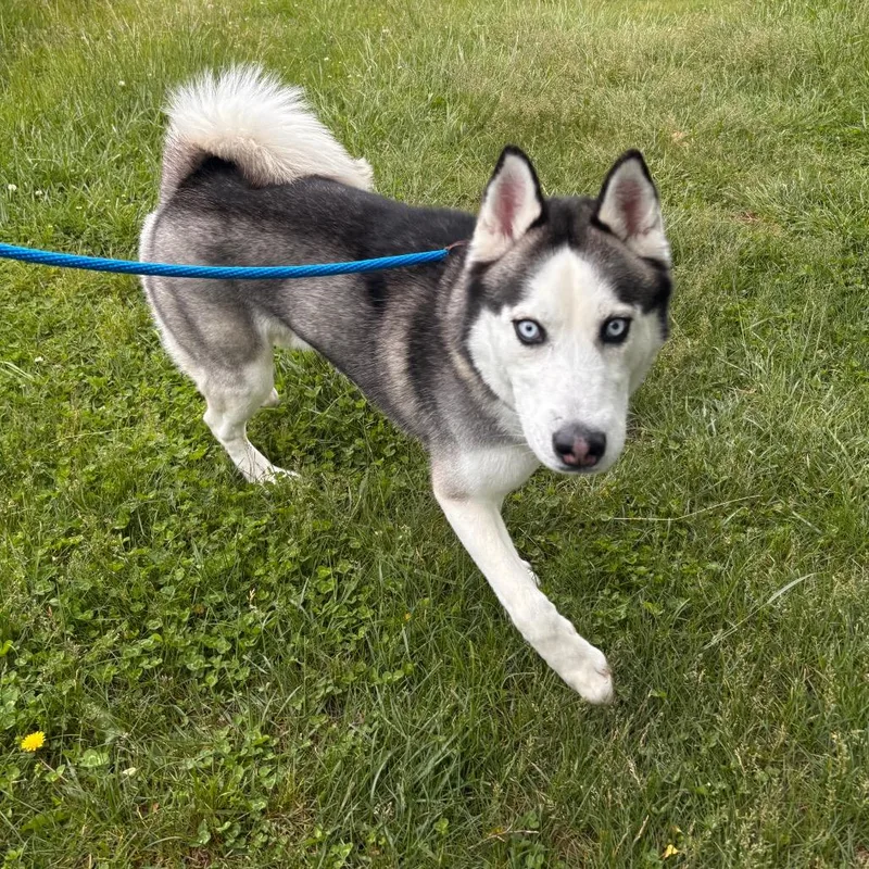 An adult medium-sized male Black Husky dog named Inspector Gadget for adoption in York, PA