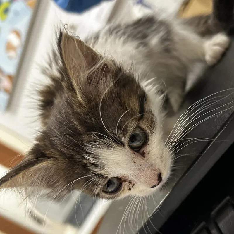 A baby small-sized female Brown / Chocolate Domestic Long Hair cat named Jelly Bean for adoption in Upland, CA