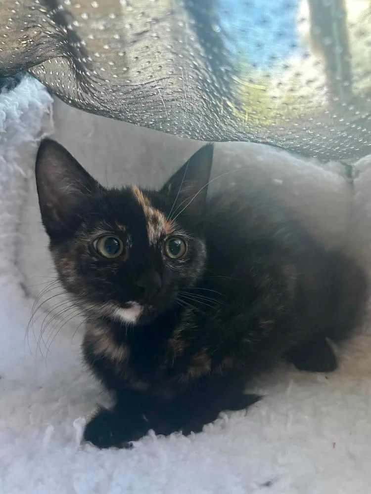 A baby small-sized female Domestic Short Hair cat named Havarti for adoption in tucson, AZ