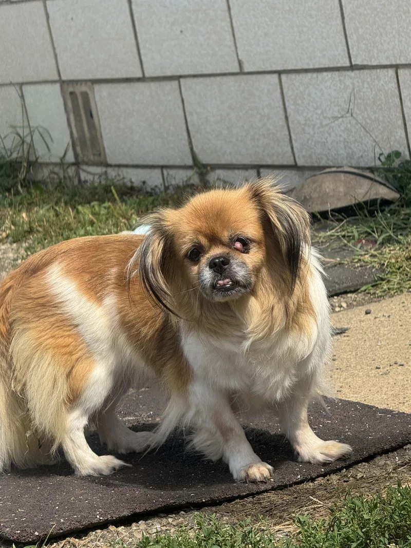 A senior small-sized female Tibetan Spaniel dog named Dolly for adoption in North Canton, OH