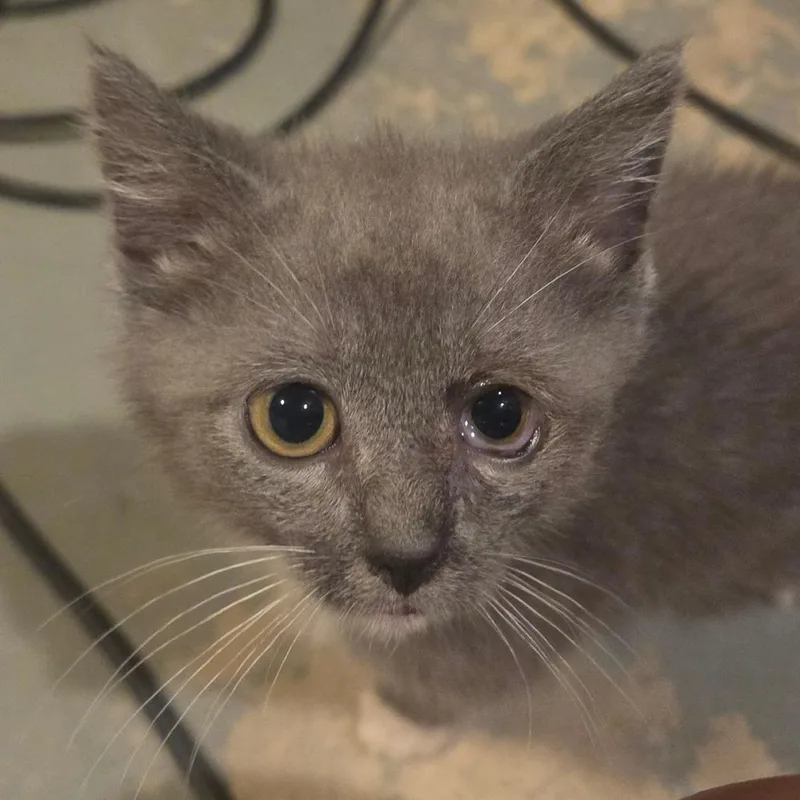 A baby small-sized male Gray / Blue / Silver Domestic Short Hair cat named Kimchi for adoption in Manheim, PA