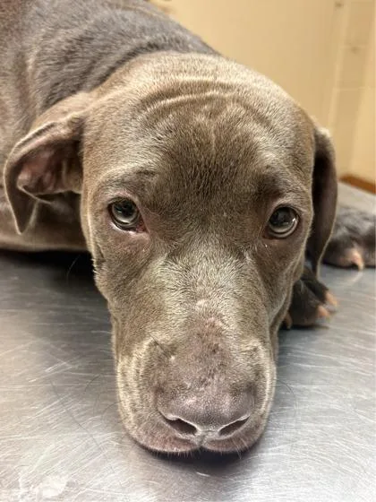 A baby small-sized female American Bulldog dog named Gracie for adoption in Gainesville, FL
