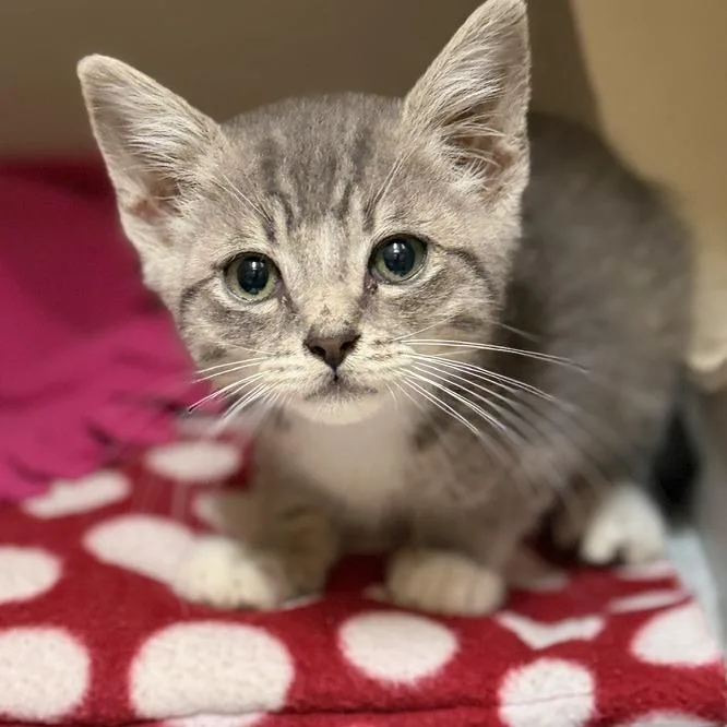 A baby small-sized male Gray / Blue / Silver Domestic Short Hair cat named Apollo for adoption in Fresno, CA