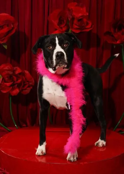 Boogie Knights thumbnail 2