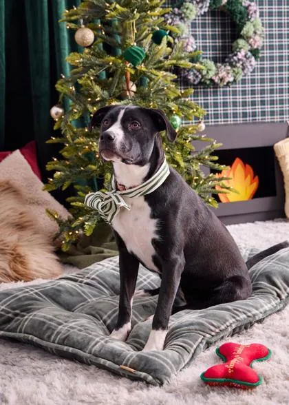 Boogie Knights thumbnail 3