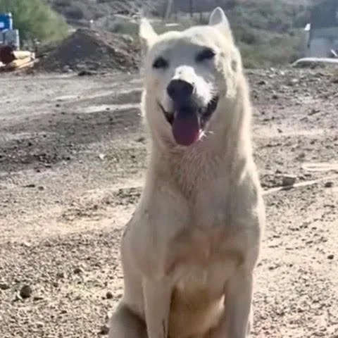 A young medium-sized female White / Cream Shepherd dog named Ghost for adoption in Green Valley, AZ