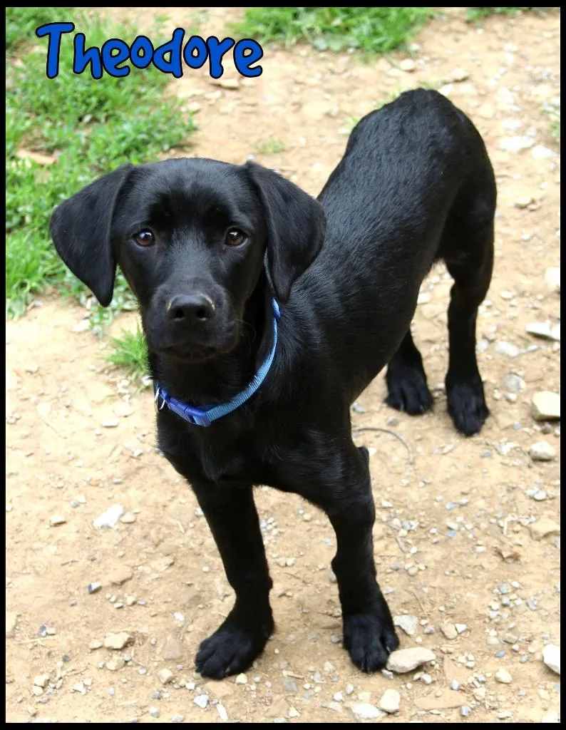 A young medium-sized male Hound dog named Theodore for adoption in Shippenville, PA