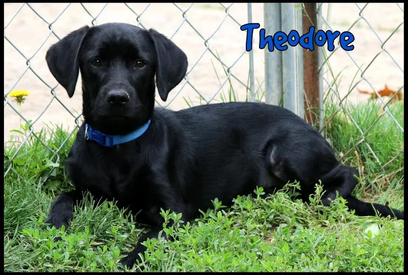 Theodore thumbnail 3