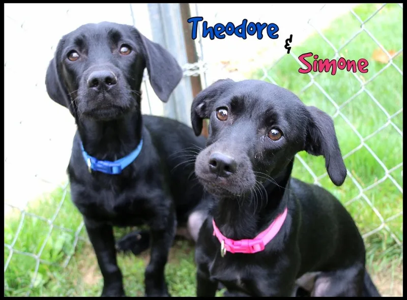 Theodore thumbnail 4