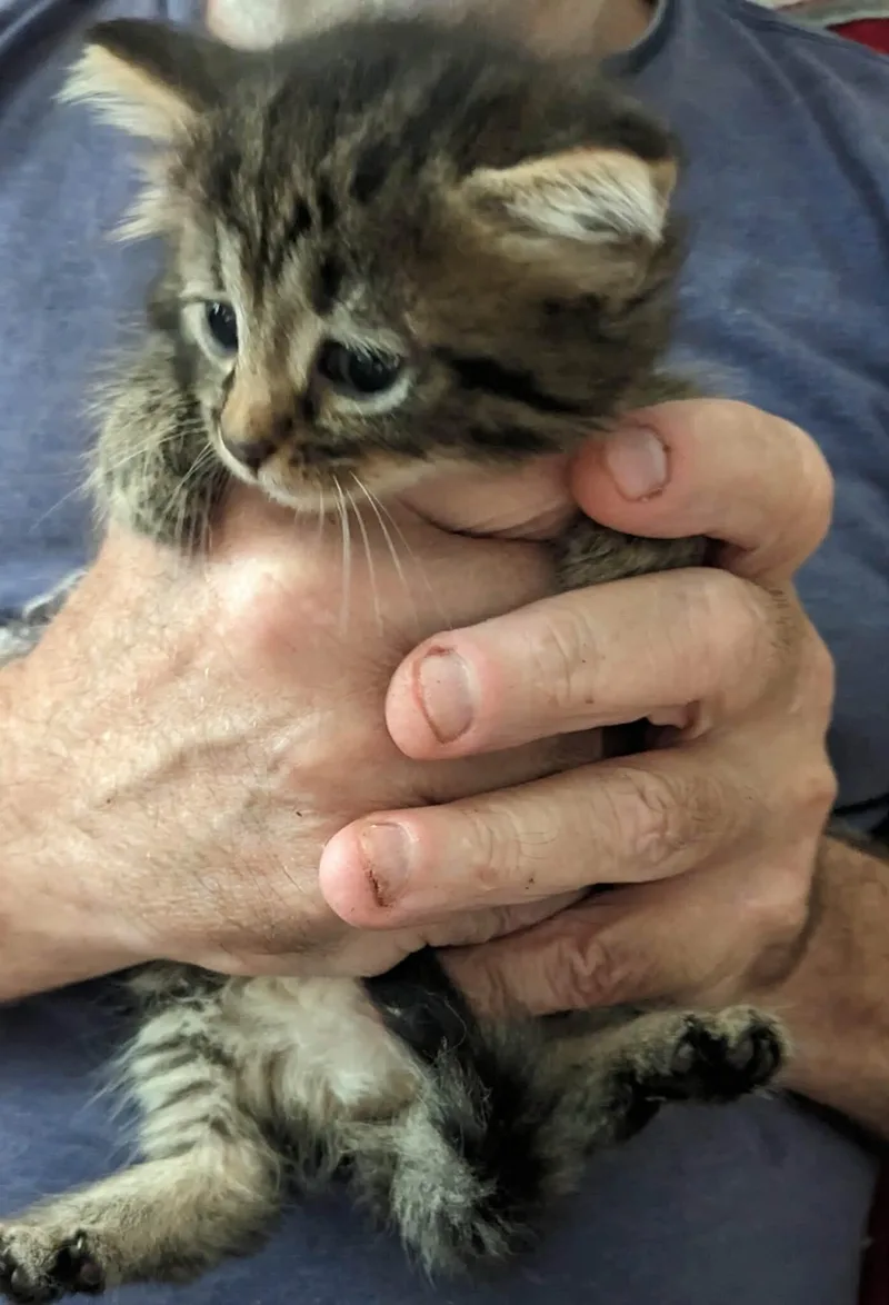 Fuzz thumbnail 2