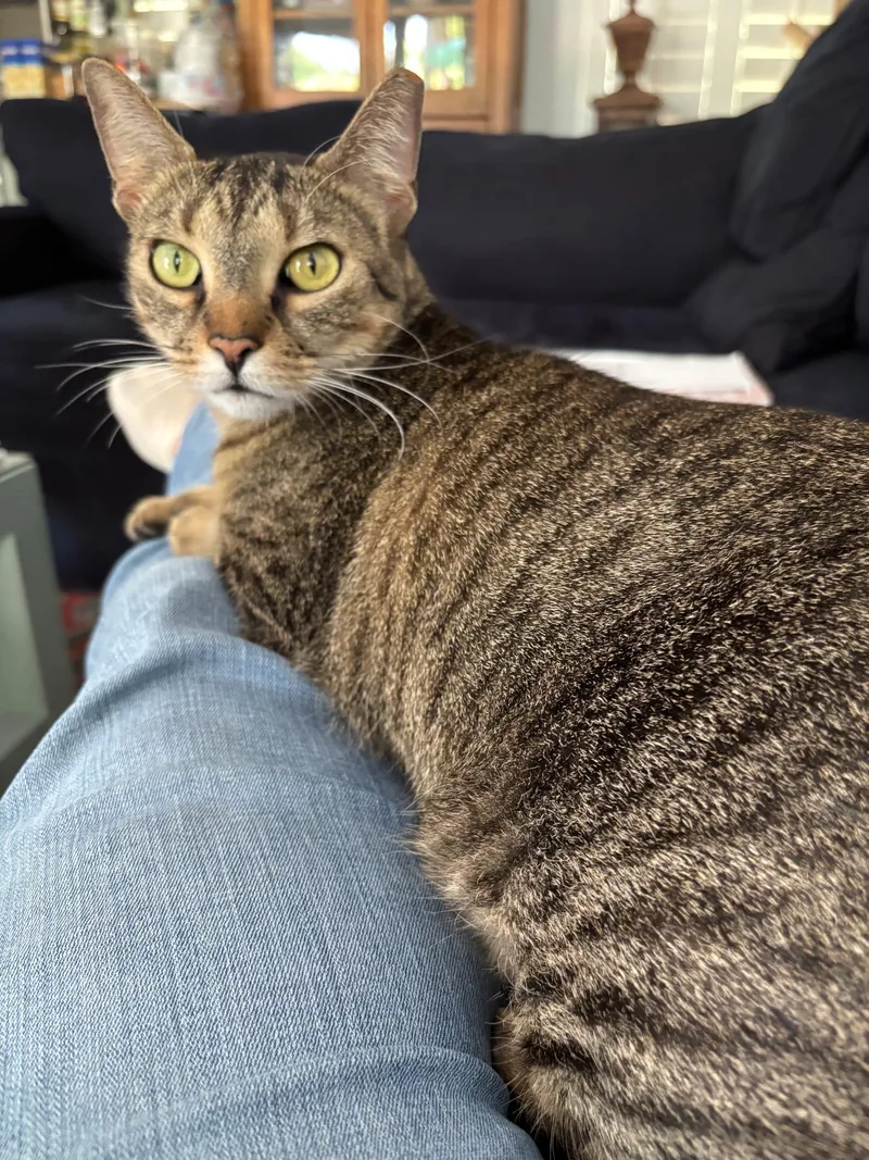 A young medium-sized female Tabby (Brown / Chocolate) Domestic Short Hair cat named Savannah for adoption in miami, FL