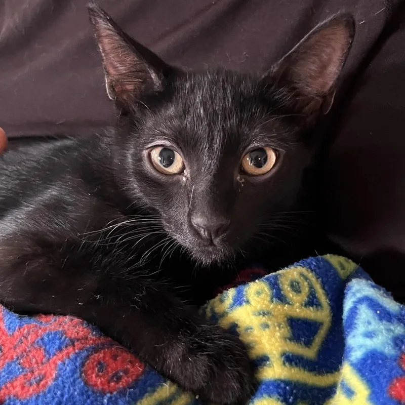 A baby small-sized male Black Domestic Short Hair cat named Honey for adoption in Hamburg, NY
