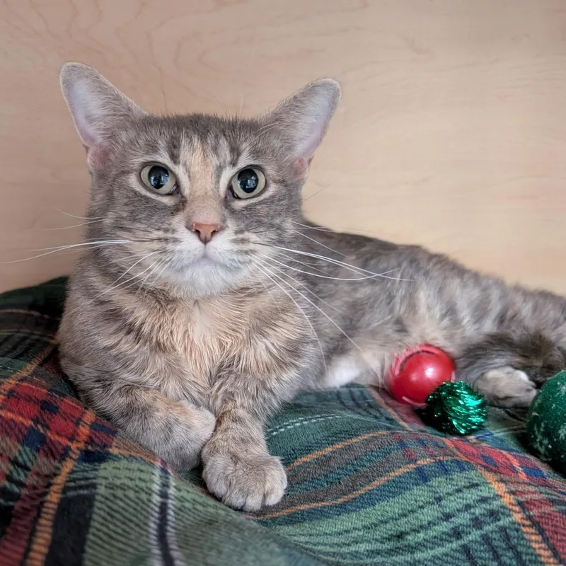 A young medium-sized female Gray / Blue / Silver Domestic Short Hair cat named Ursa for adoption in Brookfield, WI