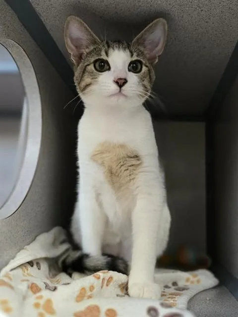 A baby small-sized male Domestic Short Hair cat named Jake for adoption in Aliquippa, PA