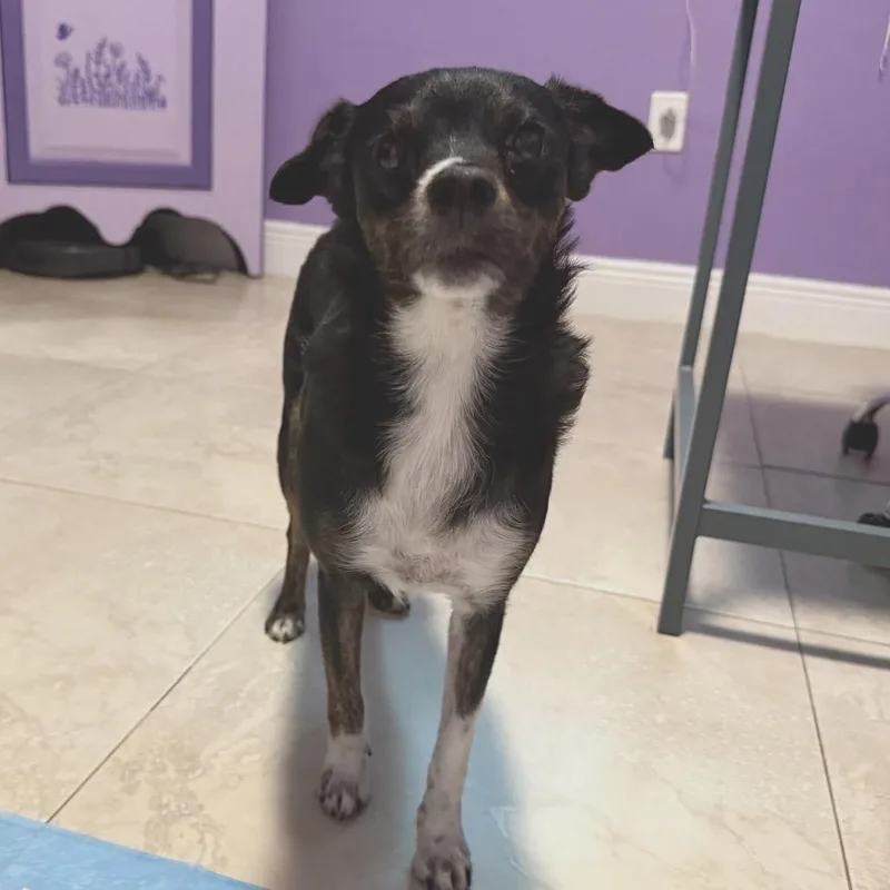 An adult small-sized female Terrier dog named Penny for adoption in Lauderhill, FL