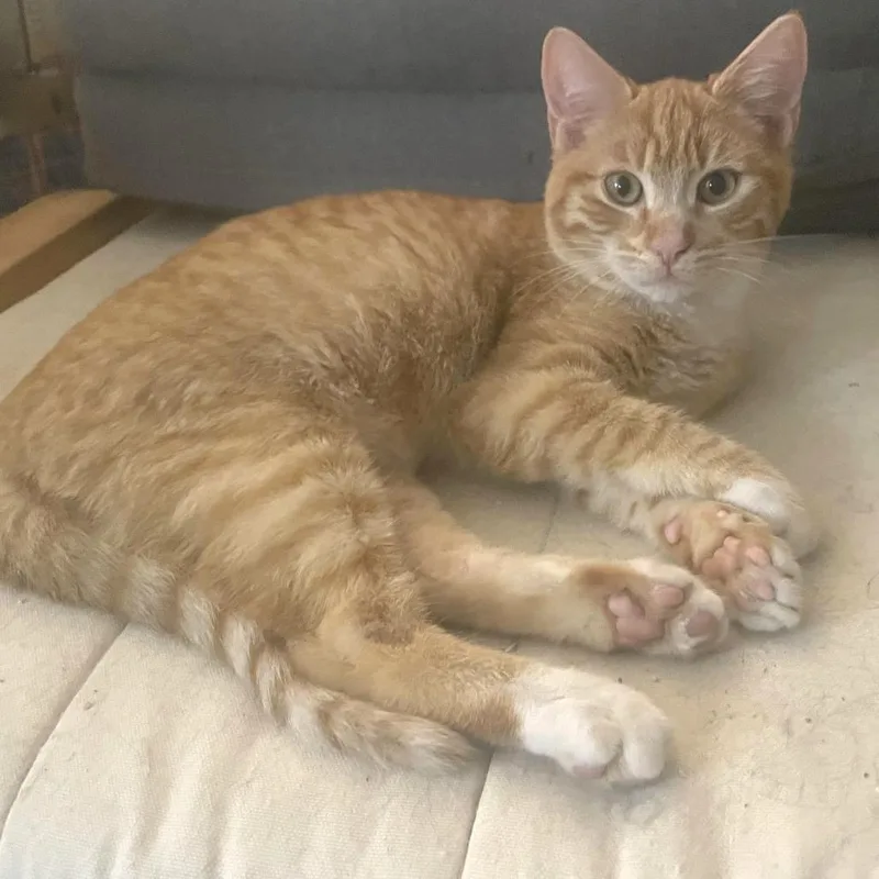 Doc Holiday thumbnail 3