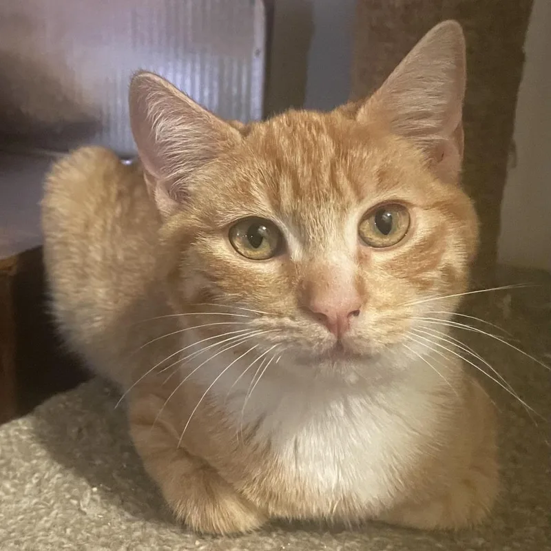 Doc Holiday thumbnail 4