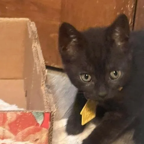 A baby small-sized female Black Domestic Short Hair cat named Amethyst for adoption in Springfield, MA