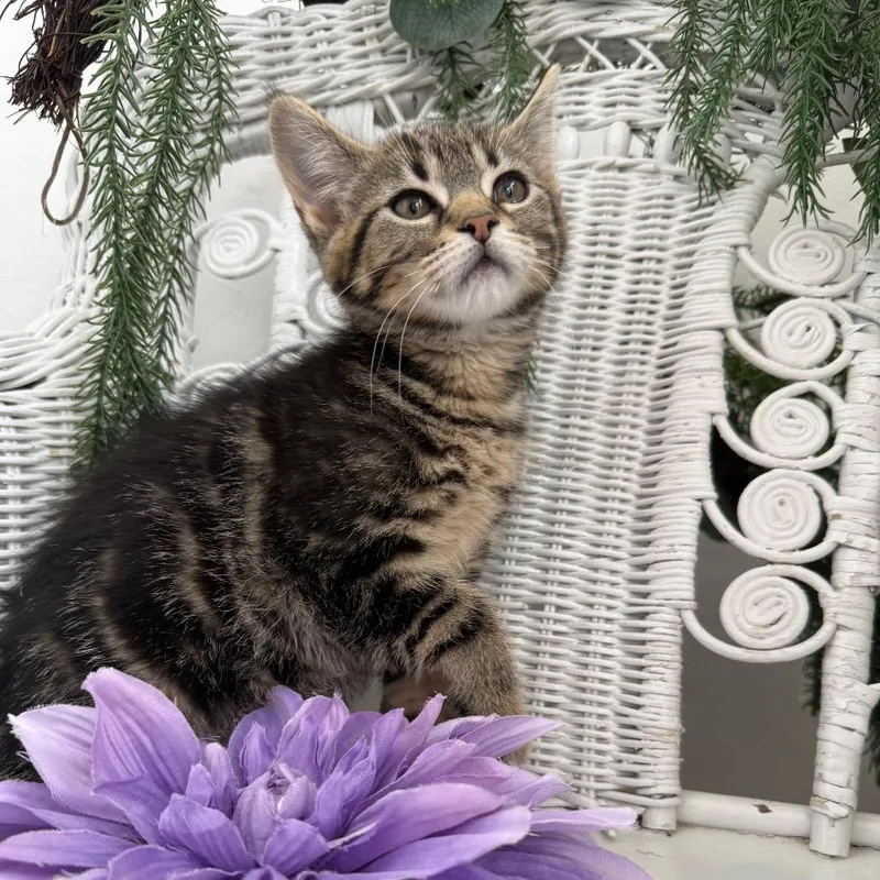 A baby small-sized female Brown / Chocolate Domestic Short Hair cat named Lambda Lion for adoption in Eaton Rapids, MI