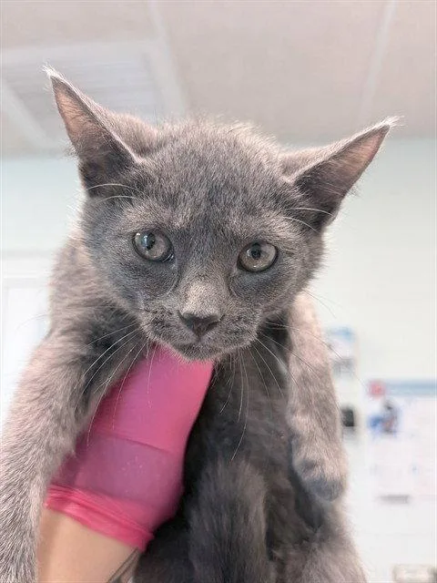 A baby small-sized male Gray / Blue / Silver Domestic Short Hair cat named Cedar for adoption in Tavares, FL