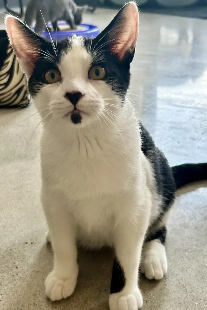 A young medium-sized male Black & White / Tuxedo Domestic Medium Hair cat named Colton for adoption in Sandusky, MI