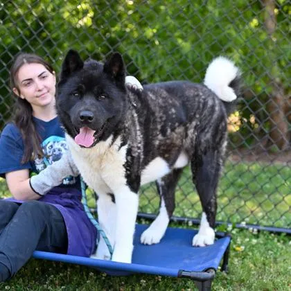 An adult large-sized male Mixed Breed dog named Riku for adoption in Chamblee, GA