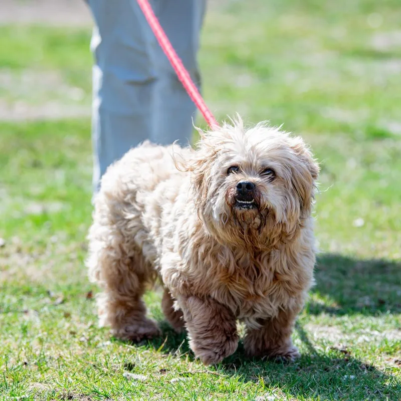 A senior medium-sized male White / Cream Lhasa Apso dog named Coco for adoption in Kennebunk, ME