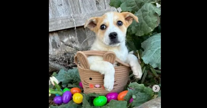 A baby small-sized female White / Cream Great Pyrenees dog named Trailblazer: Sandi for adoption in Dallas, TX