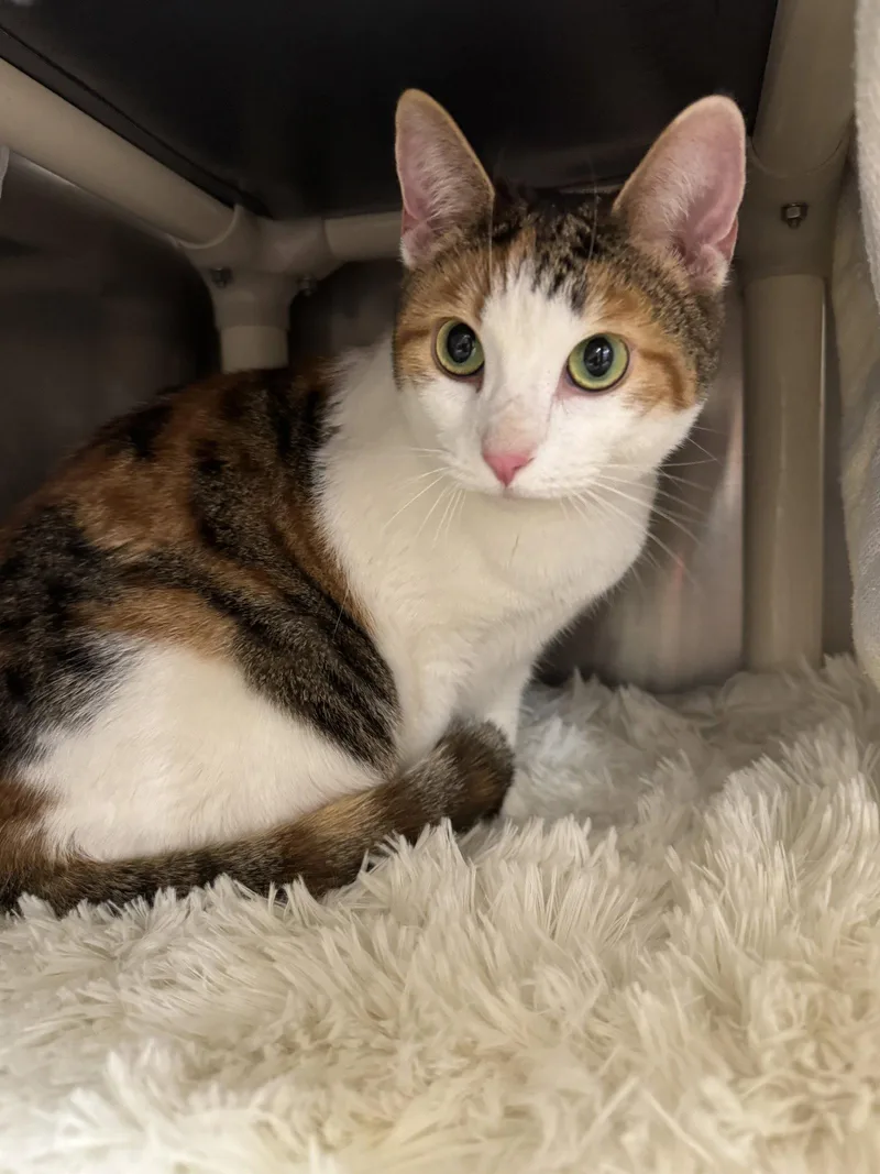 A young medium-sized female Domestic Short Hair cat named Beyonce for adoption in Locust Grove, VA