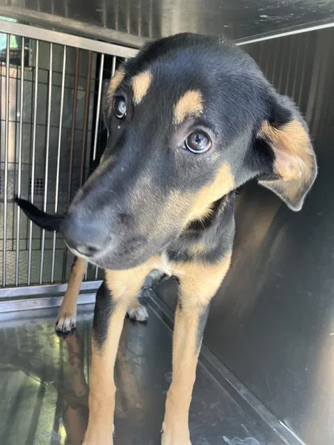 A baby large-sized female Mixed Breed dog named Tippy for adoption in Dallas, TX