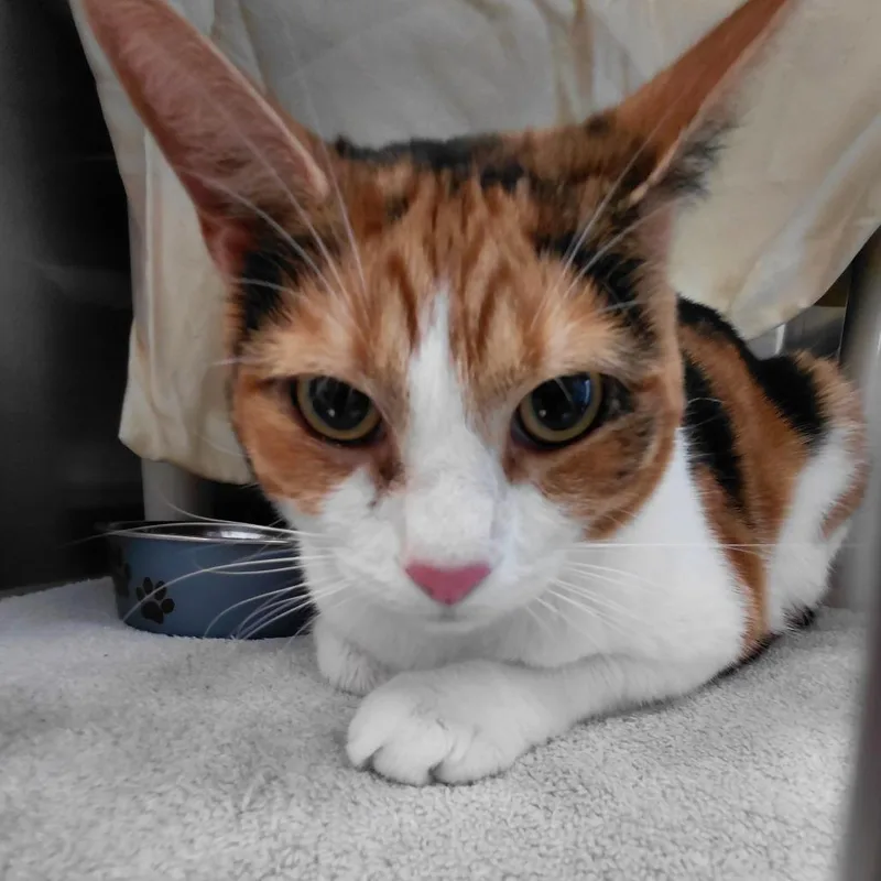 A young large-sized female Domestic Short Hair cat named Troy for adoption in Philadelphia, PA
