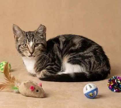 A baby small-sized male Domestic Short Hair cat named Boss Baby for adoption in Cumming, GA