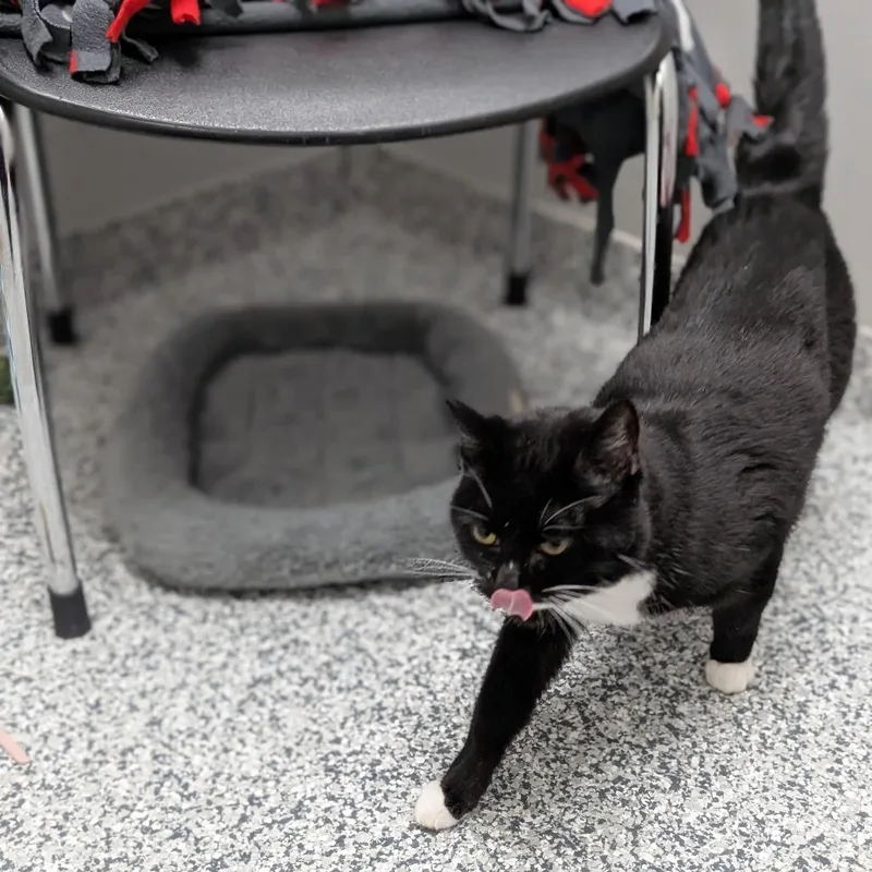 An adult medium-sized male Black Domestic Short Hair cat named Salami for adoption in Brookfield, WI