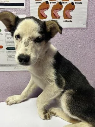 A baby small-sized male Black Mixed Breed dog named Sneaker for adoption in El Paso, TX