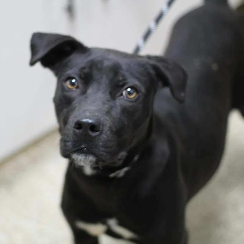 Roscoe