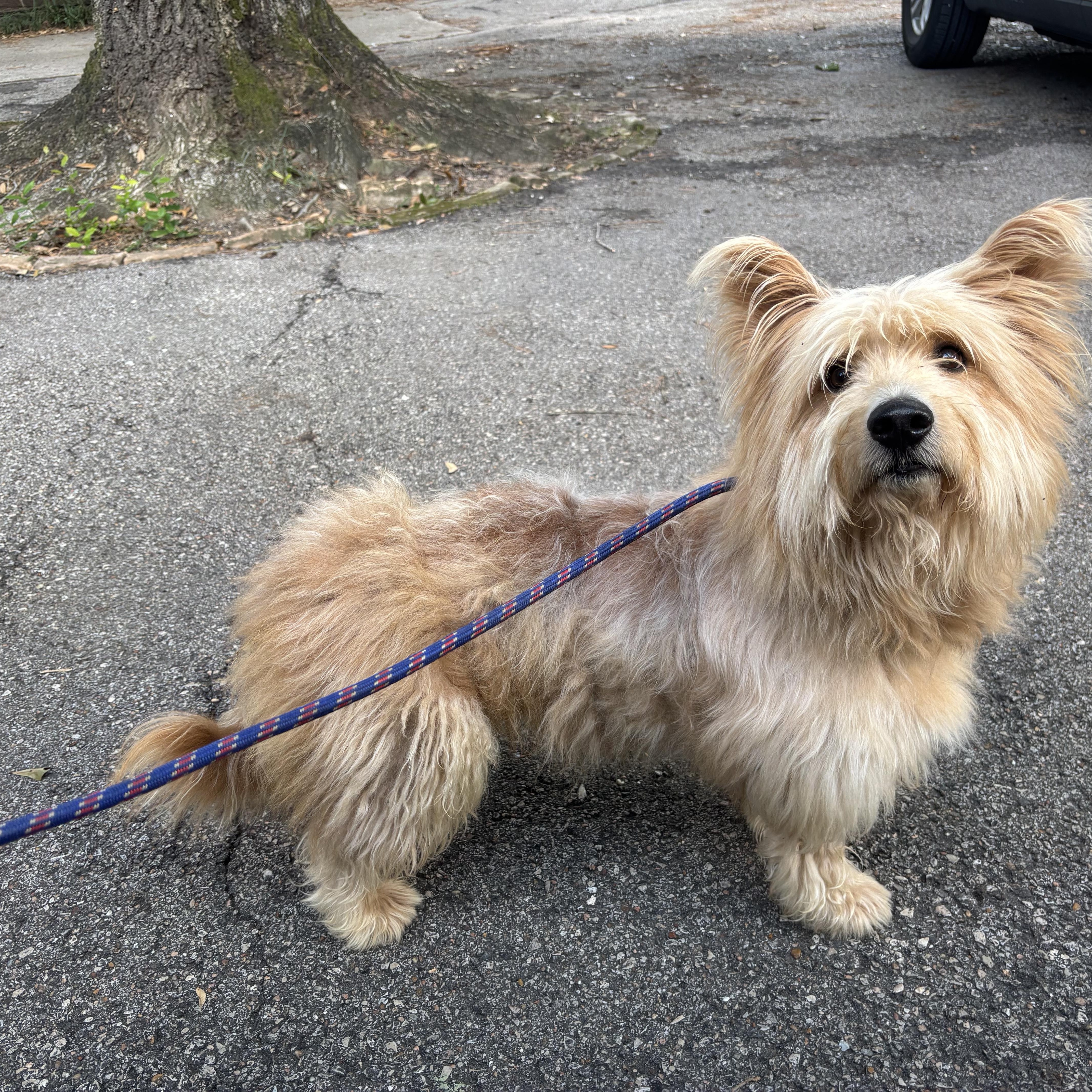 An adult small-sized male Apricot / Beige Terrier dog named Fraiser for adoption in Spring, TX