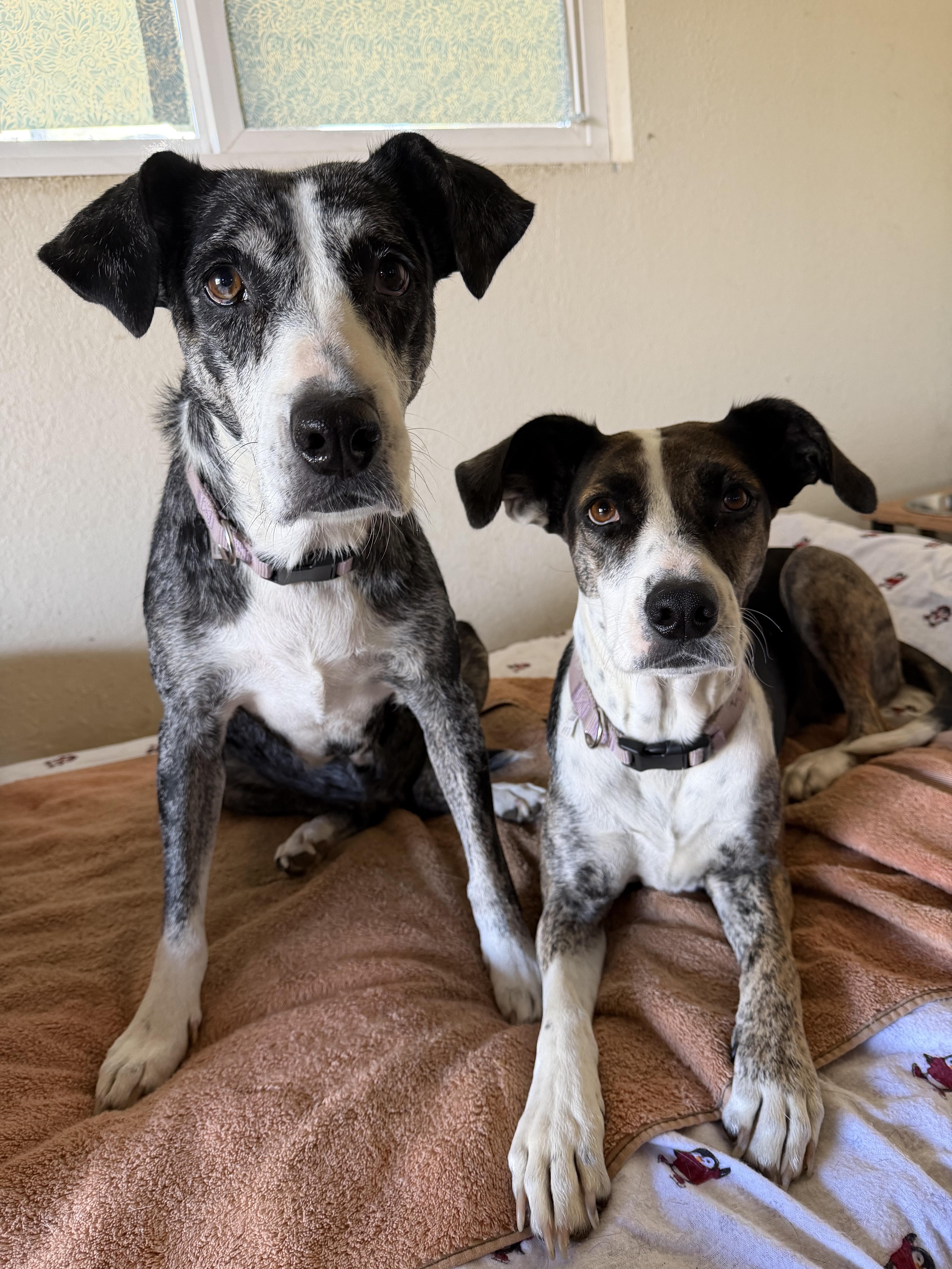 A senior medium-sized female Mixed Breed dog named Lucy for adoption in Petaluma, CA