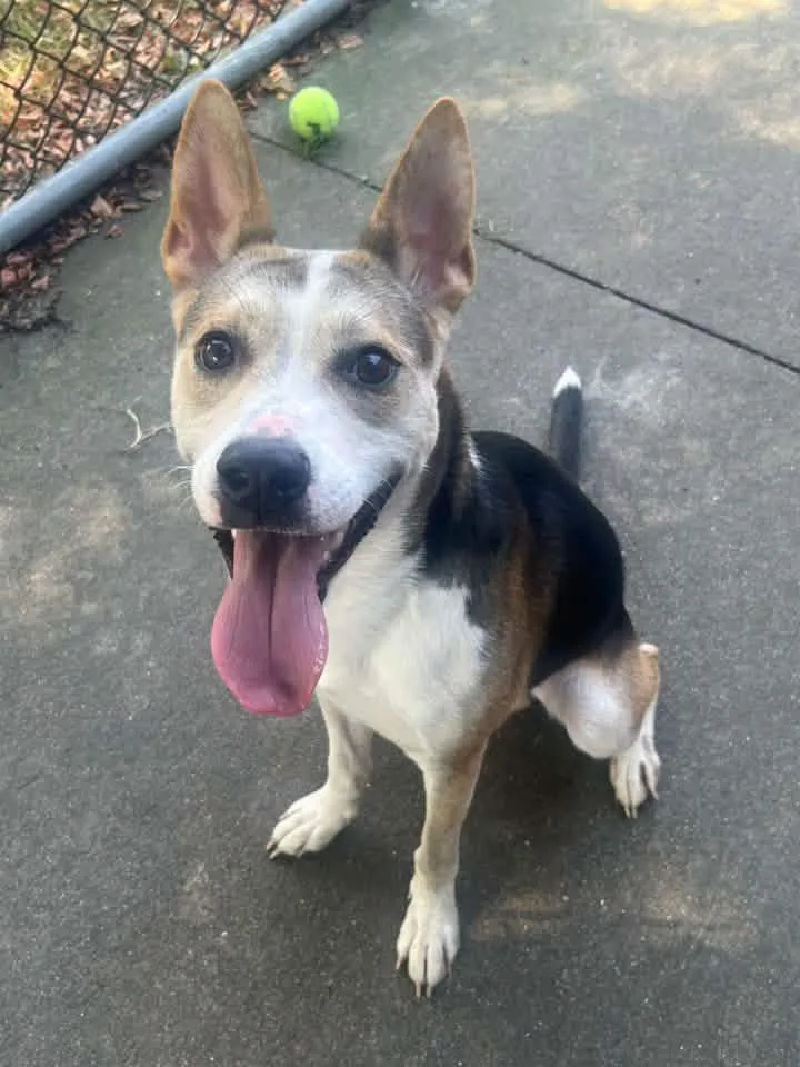 An adult medium-sized male Tricolor (Brown, Black, & White) German Shepherd Dog dog named Rudy for adoption in Chicago, IL