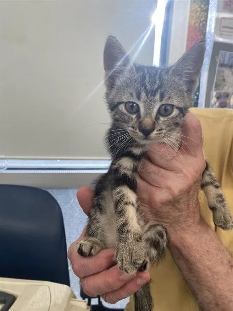 A baby medium-sized male Domestic Short Hair cat named Browny for adoption in Dallas, TX