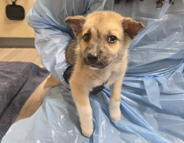 A baby medium-sized female Shepherd dog named Paddleboat for adoption in Oceanside, CA