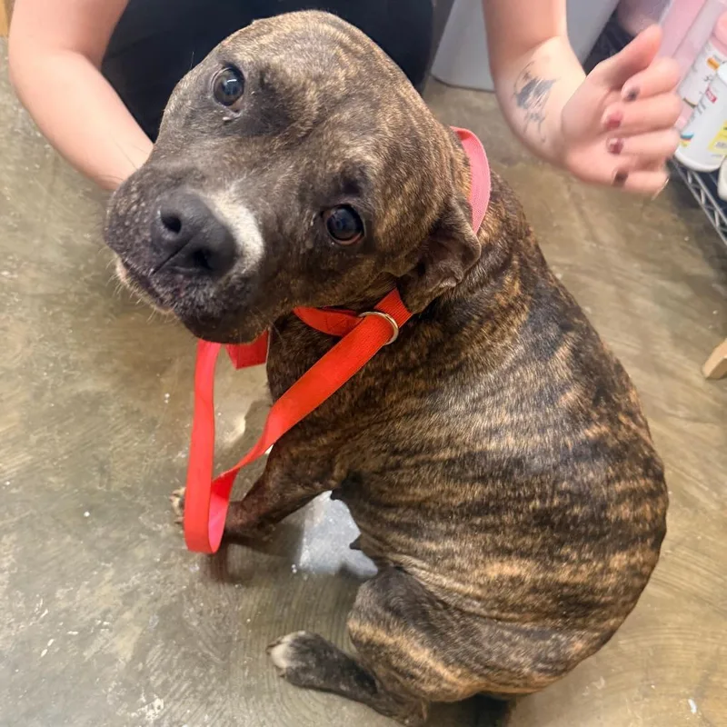 An adult medium-sized female Brindle Mixed Breed dog named Coraline for adoption in Corinth, MS
