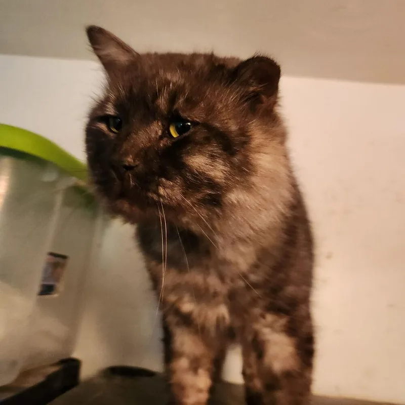 Major Frederico thumbnail 2