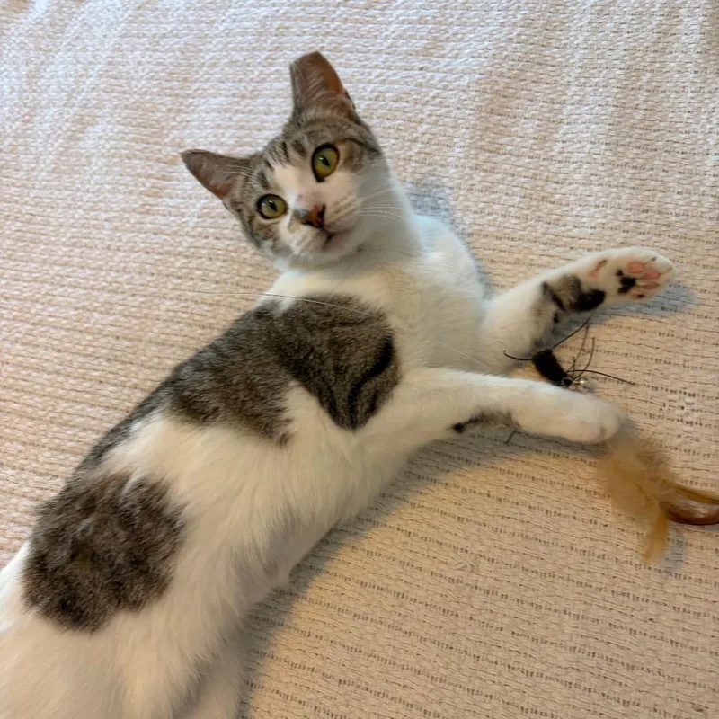 An adult medium-sized female Gray / Blue / Silver Domestic Short Hair cat named Tina Feyline A for adoption in Eaton Rapids, MI