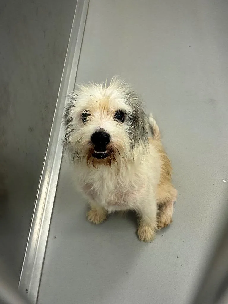 A senior medium-sized male Terrier dog named Trouble for adoption in Oxford, NC