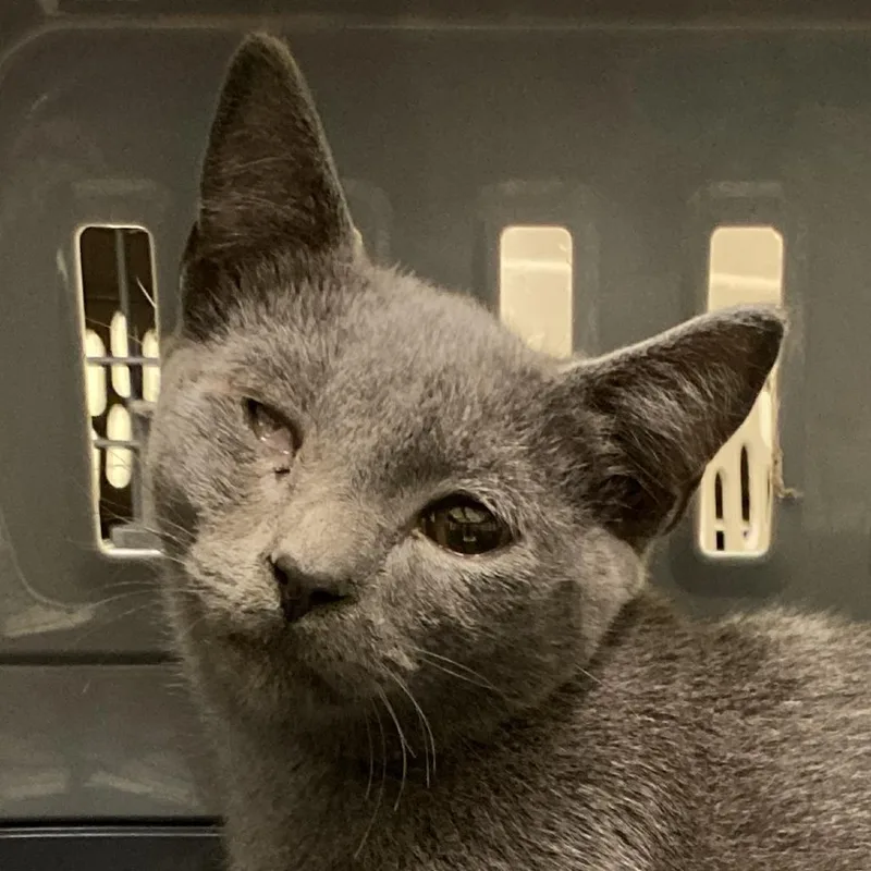 A baby small-sized male Gray / Blue / Silver Domestic Short Hair cat named Prose for adoption in Lynchburg, VA