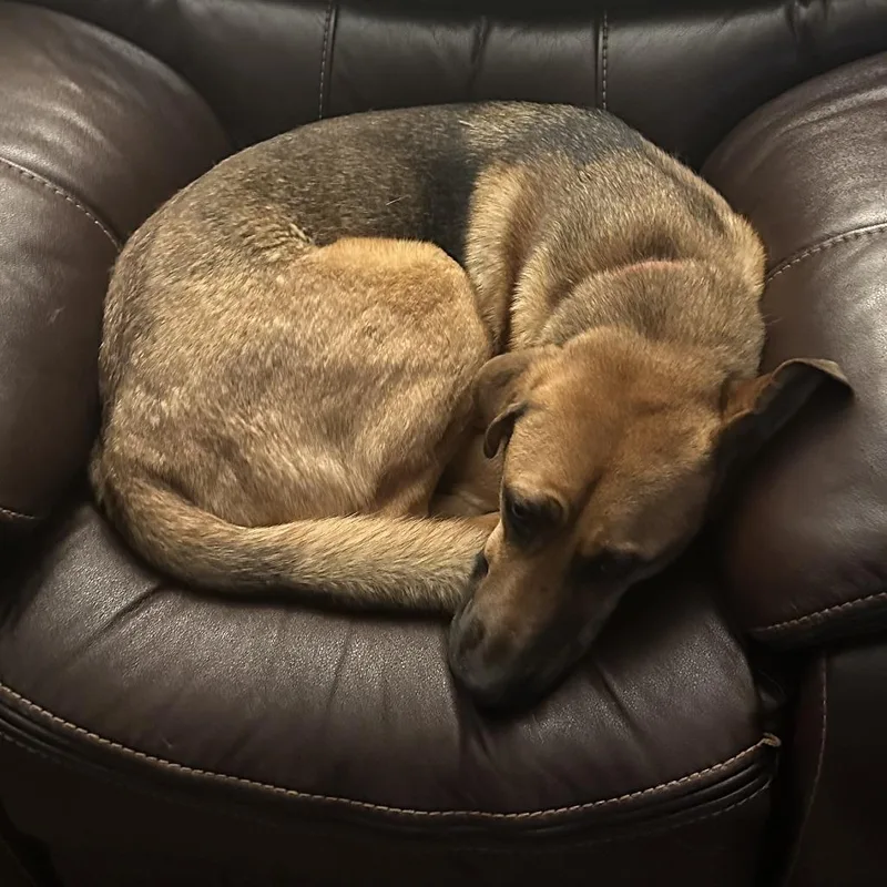 An adult large-sized male Mixed Breed dog named Obi for adoption in Asheville, NC